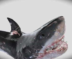 Shark Animated Fish Total pro