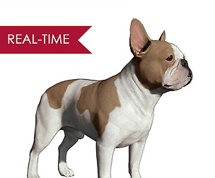 French Bulldog Real-Time