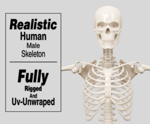 Human Skeleton 3d Realistic