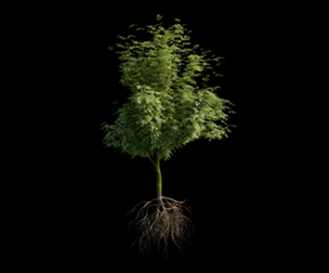 Tree with roots and leaves 3D model