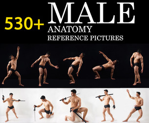 530+ Anatomy Reference Pictures