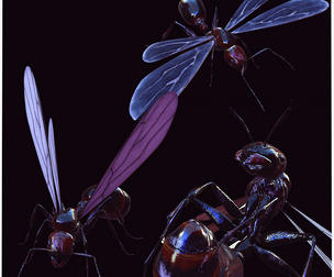 FLYING ANT