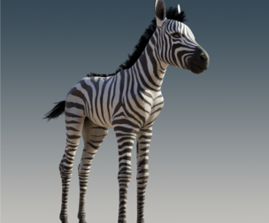 Baby Zebra (Foals) Rigged