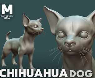 Chihuahua Dog