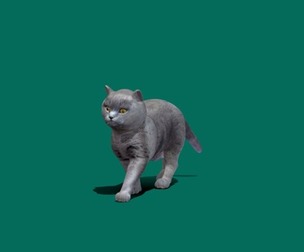 British Blue Short Hair Cat