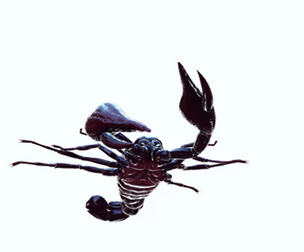 Scorpion Black Emperor