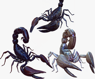DOWNLOAD Scorpions 3D MODEL
