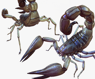 DOWNLOAD Scorpion 3D MODEL