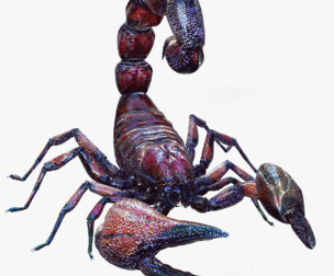 DOWNLOAD Egyptian Scorpion 3D MODEL