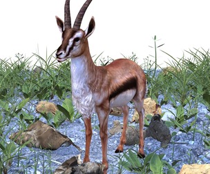 Gazelle ANTELOP