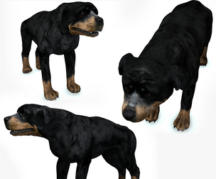 Rottweiler