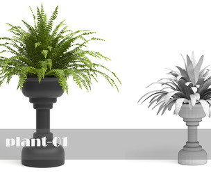 fern set -01