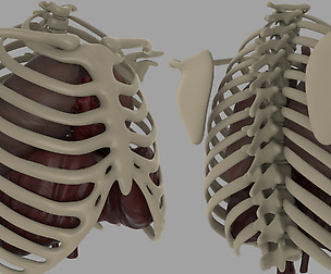 Chest Diagram