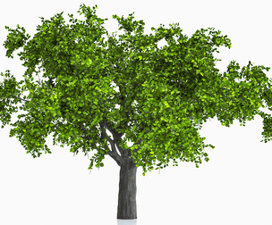 Apple Tree