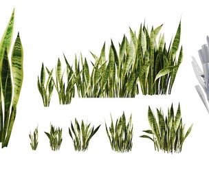 Sansevieria Bush Collection | LowPoly | PBR