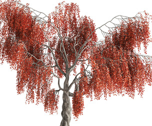 Fantasy weeping tree