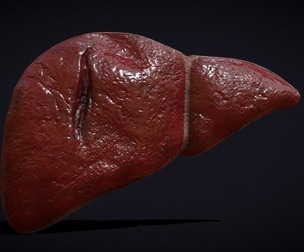 Liver