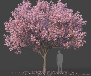 Sakura Tree Set