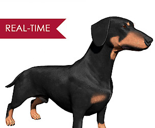 Dachshund Real-Time
