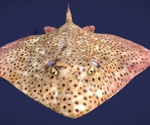 Skate Fish