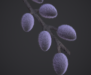 Pussy Willow Branch