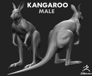 Kangaroo Male  - Topology + UV Map