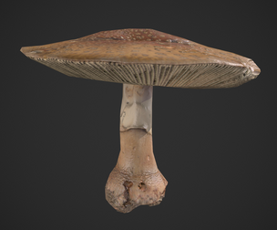 Blusher Mushroom