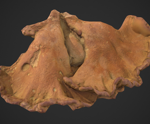 Chicken of the Woods - Laetiporus sulphureus