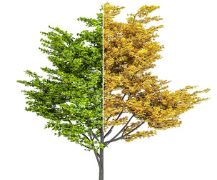 Maple Tree