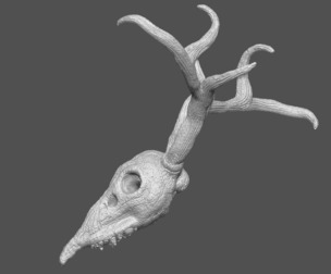 Stag Skull