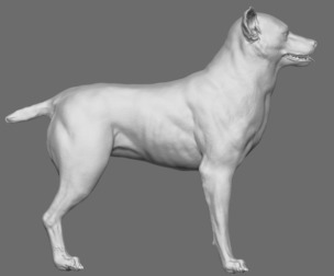 Dog
