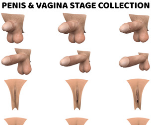 Male Penis and Female Vagina Stages