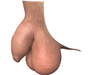 Realistic Uncircumcise Small Man Penis