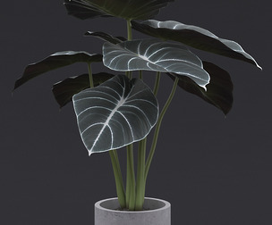 Alocasia Black Velvet I
