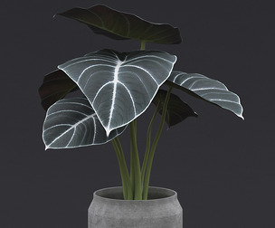 Alocasia Black Velvet II