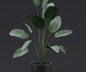 Bird of Paradise I