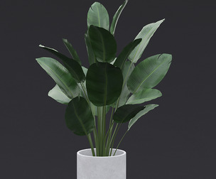 Bird of Paradise II