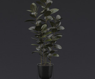 Burgundy Rubber Plant I