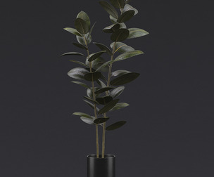 Burgundy Rubber Plant II
