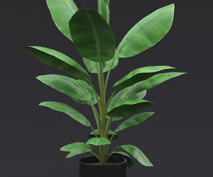 Cavendish Banana Plant I