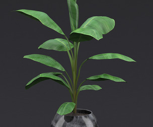 Cavendish Banana Plant II