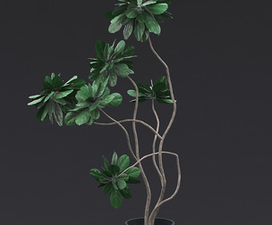 Fiddle Fig Tree I