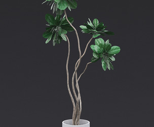 Fiddle Fig Tree II