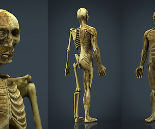 HUMAN BODY ANATOMY MODEL