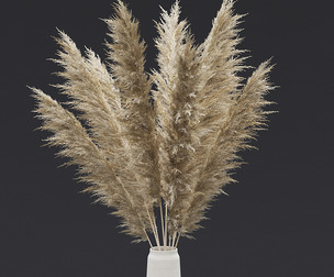 Pampas Grass II