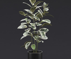 Rubber Plant I