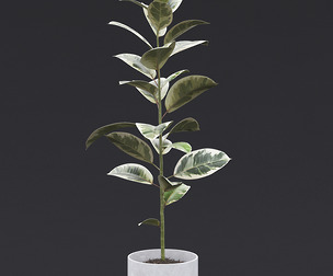 Rubber Plant II