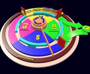 Cell Cycle phases and check points