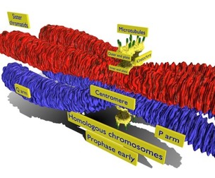 Chromosome homologous centromere kinetochore