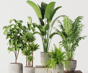 Indoor Plant Set 01